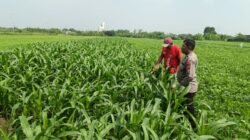 Dukung Swasembada Pangan, Polsek Wonoayu Kontrol Tanaman Jagung