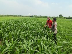 Dukung Swasembada Pangan, Polsek Wonoayu Kontrol Tanaman Jagung