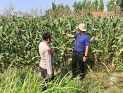 Polsek Sidoarjo Kota Dampingi Perawatan Jagung untuk Dukung Swasembada Pangan