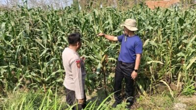 Anggota Polsek Sidoarjo Kota saat dampingi perawatan Jagung di Desa Labo (Foto Istimewa)