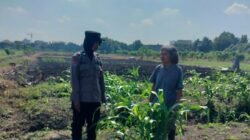 Program Ketahanan Pangan, Polsek Taman Cek Pertumbuhan Jagung di Lahan Lingkar Mas