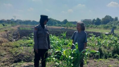 Program Ketahanan Pangan, Polsek Taman Cek Pertumbuhan Jagung di Lahan Lingkar Mas