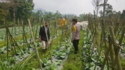 Polisi Turun ke Lahan, Pantau Perkembangan Kubis di Desa Gendro