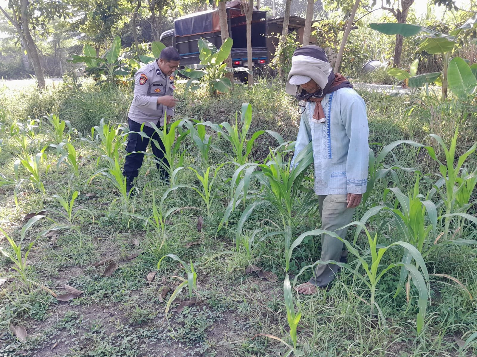 Polsek Krian Cek Pertumbuhan Jagung di Desa Junwangi, Sukseskan Swasembada Pangan
