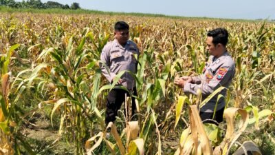 Panen Jagung di Desa Bulang, Polisi Dampingi Petani Sukseskan Ketahanan Pangan