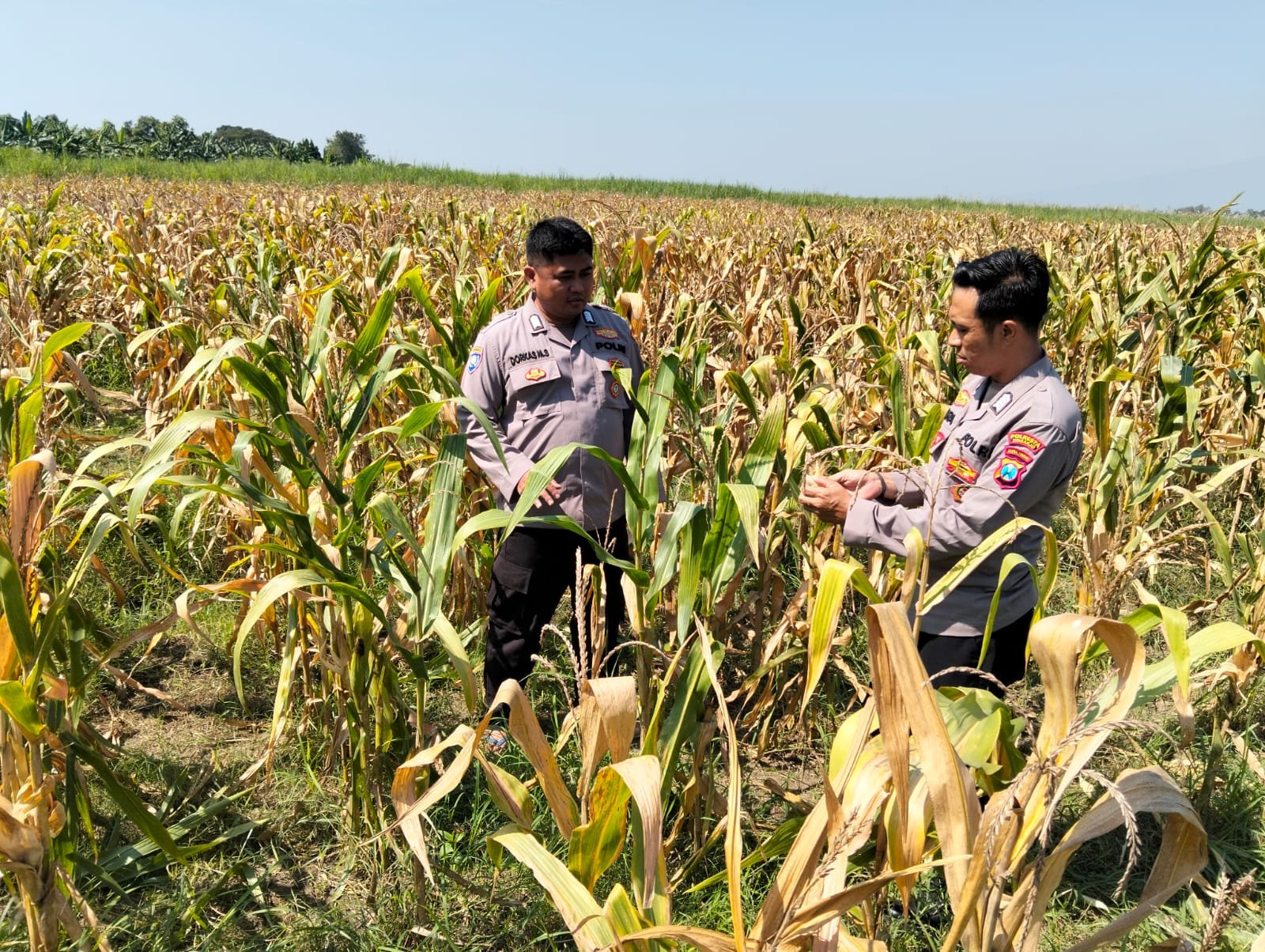 Panen Jagung di Desa Bulang, Polisi Dampingi Petani Sukseskan Ketahanan Pangan