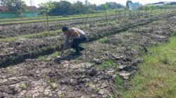 Bhabinkamtibmas Wonoayu Ajak Petani Optimalkan Lahan Jagung