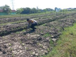 Bhabinkamtibmas Wonoayu Ajak Petani Optimalkan Lahan Jagung
