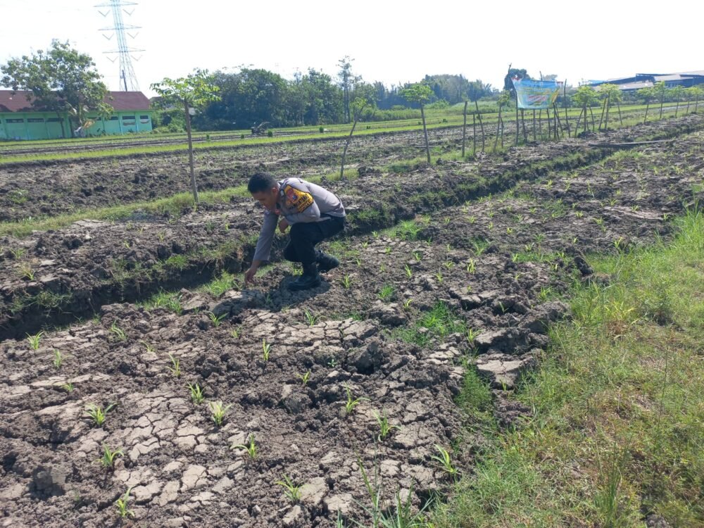 Bhabinkamtibmas Wonoayu Ajak Petani Optimalkan Lahan Jagung