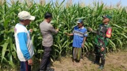 Polisi, TNI dan Petani Bersinergi Pantau Pertumbuhan Jagung di Desa Pesawahan Porong