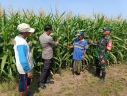 Polisi, TNI dan Petani Bersinergi Pantau Pertumbuhan Jagung di Desa Pesawahan Porong