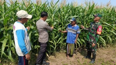 Polisi, TNI dan Petani Bersinergi Pantau Pertumbuhan Jagung di Desa Pesawahan Porong