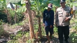 Polsek Rembang Pantau Pekarangan Pangan Bergizi Pisang Cavendish, Dukung Ketahanan Pangan Nasional