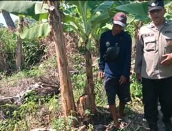 Polsek Rembang Pantau Pekarangan Pangan Bergizi Pisang Cavendish, Dukung Ketahanan Pangan Nasional
