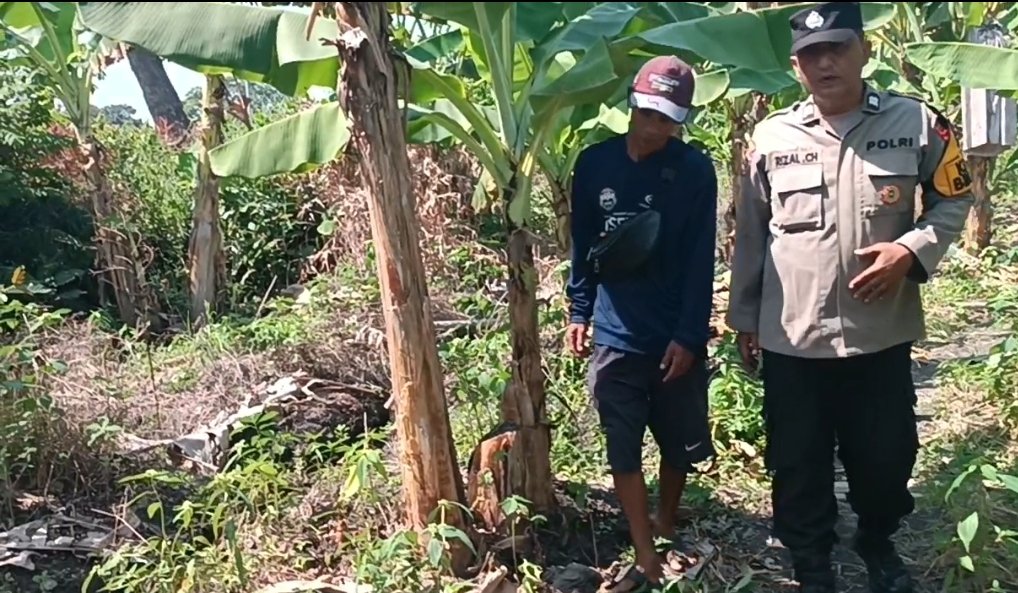 Polsek Rembang Pantau Pekarangan Pangan Bergizi Pisang Cavendish, Dukung Ketahanan Pangan Nasional