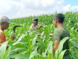 Polisi Bersama Petani di Balongbendo Kelola 21 Hektare Lahan Jagung Hibrida, Wujud Dukungan Ketahanan Pangan