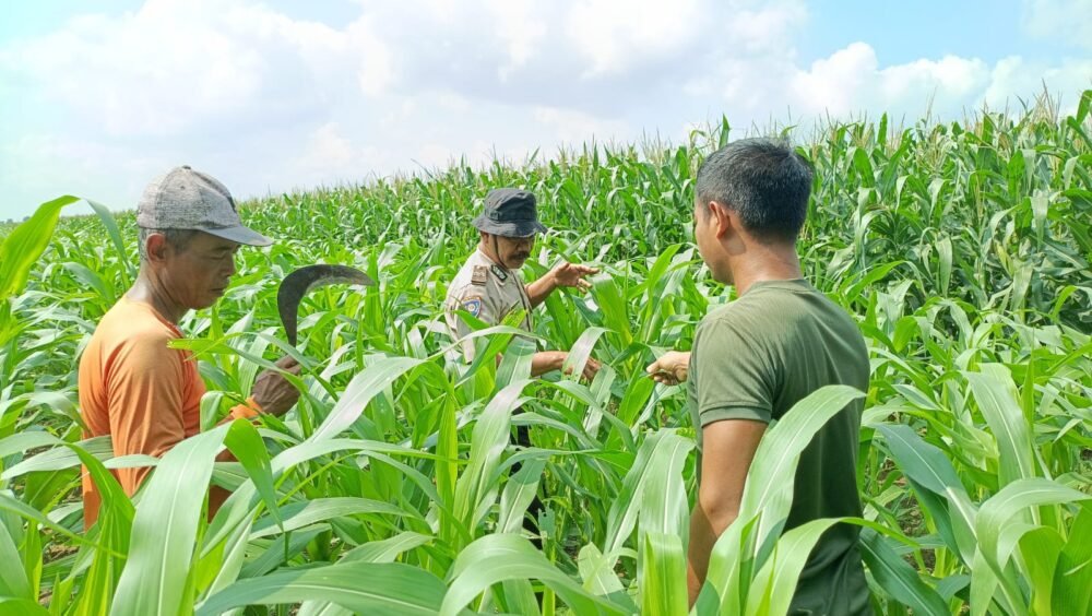 Polisi Bersama Petani di Balongbendo Kelola 21 Hektare Lahan Jagung Hibrida, Wujud Dukungan Ketahanan Pangan