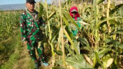Koramil Wonomerto Lakukan Pendampingan dan Pengawasan Tanaman Jagung