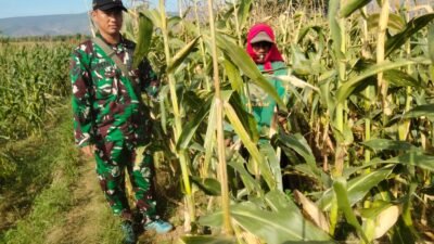 Koramil Wonomerto Lakukan Pendampingan dan Pengawasan Tanaman Jagung