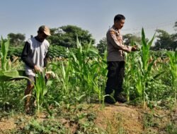 Polsek Krian Optimalkan Pertumbuhan Jagung Wujudkan Ketahanan Pangan