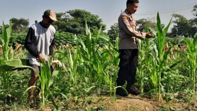 Polsek Krian Optimalkan Pertumbuhan Jagung Wujudkan Ketahanan Pangan