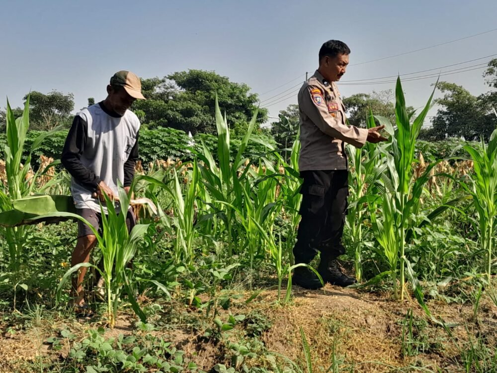 Polsek Krian Optimalkan Pertumbuhan Jagung Wujudkan Ketahanan Pangan