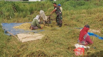 Perkuat Ketahanan Pangan Wilayah, Koramil Kanigaran Dampingi Warga Panen Padi