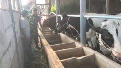 Babinsa Koramil 0819/24 Tutur Laksanakan Komsos Bersama Peternak Sapi di Desa Binaan