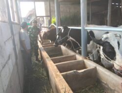 Babinsa Koramil 0819/24 Tutur Laksanakan Komsos Bersama Peternak Sapi di Desa Binaan