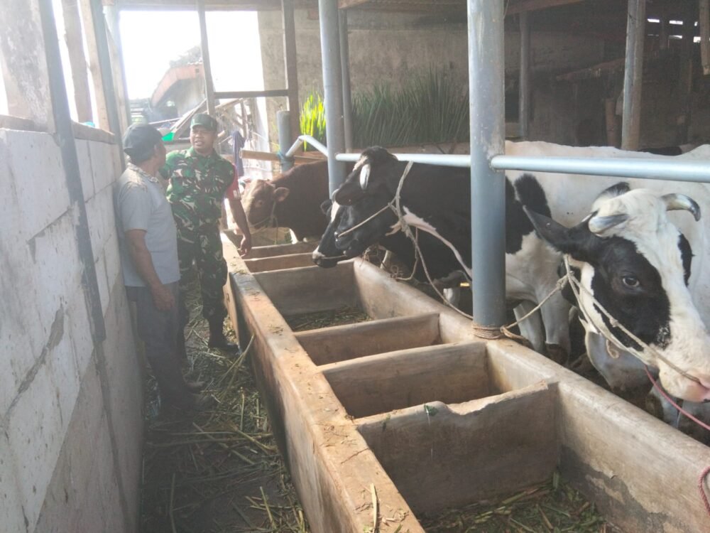 Babinsa Koramil 0819/24 Tutur Laksanakan Komsos Bersama Peternak Sapi di Desa Binaan