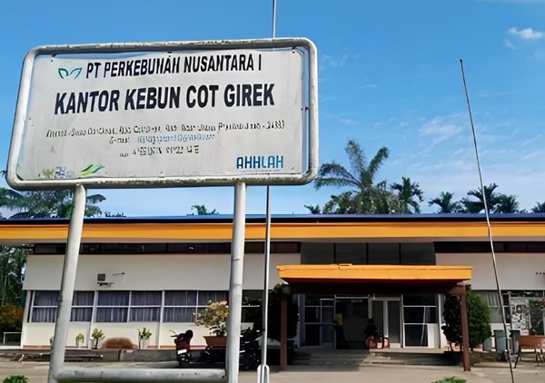 PTPN IV: Gangguan di Cot Girek Gerus Pendapatan Ribuan Pekerja, Kerugian Tembus Rp 62,6 Miliar