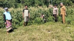 Tingkatkan Swasembada Pangan, Polsek Tulangan dan Petani Kelola Tanaman Jagung di Desa Kemantren