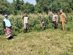 Tingkatkan Swasembada Pangan, Polsek Tulangan dan Petani Kelola Tanaman Jagung di Desa Kemantren