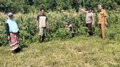 Tingkatkan Swasembada Pangan, Polsek Tulangan dan Petani Kelola Tanaman Jagung di Desa Kemantren