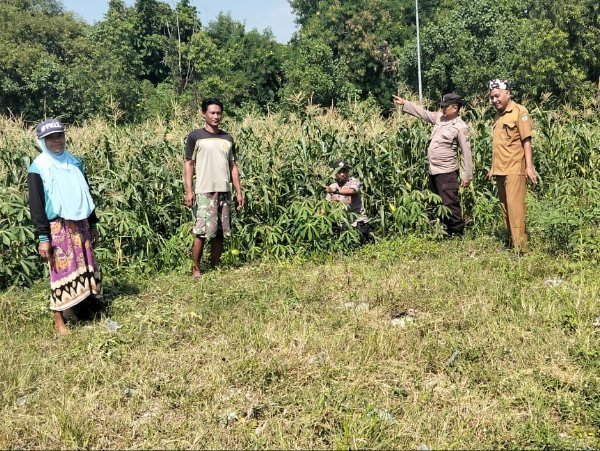 Tingkatkan Swasembada Pangan, Polsek Tulangan dan Petani Kelola Tanaman Jagung di Desa Kemantren