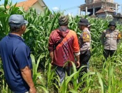 Polsek Balongbendo Perkuat Swasembada Pangan Nasional Bersama Petani