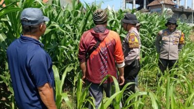 Polsek Balongbendo Perkuat Swasembada Pangan Nasional Bersama Petani