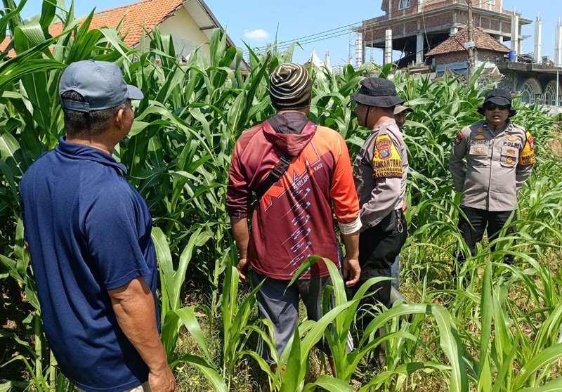 Polsek Balongbendo Perkuat Swasembada Pangan Nasional Bersama Petani