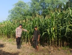 Polsek Candi Dampingi Petani Optimalkan Budidaya Jagung di Desa Durungbedug