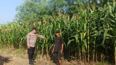 Polsek Candi Dampingi Petani Optimalkan Budidaya Jagung di Desa Durungbedug