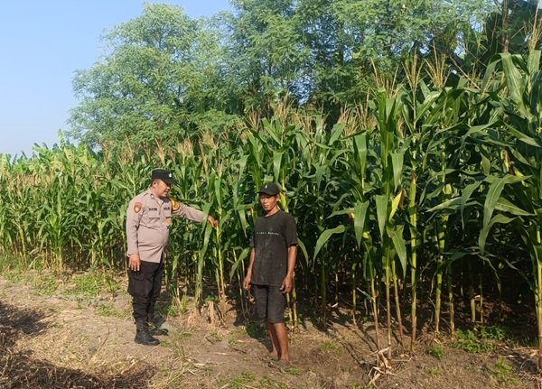 Polsek Candi Dampingi Petani Optimalkan Budidaya Jagung di Desa Durungbedug