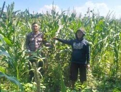 Polsek Gedangan Gandeng Petani Optimalkan Ketahanan Pangan Rawat Tanaman Jagung di Desa Punggul