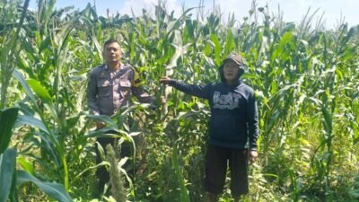 Polsek Gedangan Gandeng Petani Optimalkan Ketahanan Pangan Rawat Tanaman Jagung di Desa Punggul