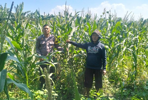 Polsek Gedangan Gandeng Petani Optimalkan Ketahanan Pangan Rawat Tanaman Jagung di Desa Punggul