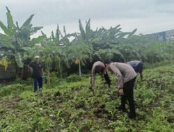 Polsek Waru Cek Perkembangan Tanaman Jagung di Desa Bungurasih