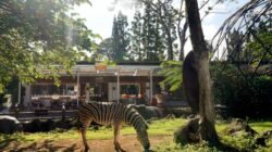 Inovasi terbaru, Royal Safari Garden -- destinasi wisata keluarga dan "thematic resort" terkemuka di Indonesia, bagian dari Taman Safari Indonesia (TSI) Group.di Puncak, Cisarua, Kabupaten Bogor, Jawa Barat, pada 6 Juni 2026 menyuguhkan konsep kuliner dengan pemandangan satwa. zebra. FOTO: HO-Humas Royal Safari Garden