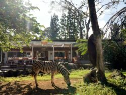 Inovasi Baru, Royal Safari Garden Puncak Suguhkan Kuliner Dengan Pemandangan Satwa