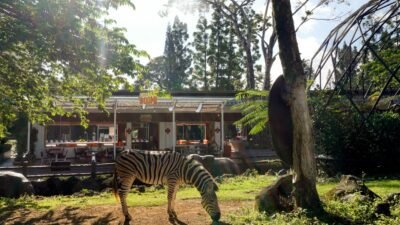 Inovasi terbaru, Royal Safari Garden -- destinasi wisata keluarga dan "thematic resort" terkemuka di Indonesia, bagian dari Taman Safari Indonesia (TSI) Group.di Puncak, Cisarua, Kabupaten Bogor, Jawa Barat, pada 6 Juni 2026 menyuguhkan konsep kuliner dengan pemandangan satwa. zebra. FOTO: HO-Humas Royal Safari Garden