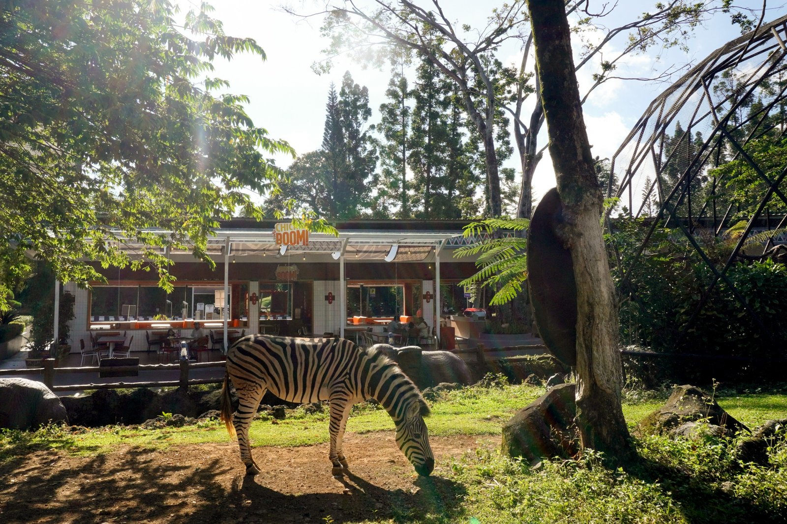 Inovasi terbaru, Royal Safari Garden -- destinasi wisata keluarga dan "thematic resort" terkemuka di Indonesia, bagian dari Taman Safari Indonesia (TSI) Group.di Puncak, Cisarua, Kabupaten Bogor, Jawa Barat, pada 6 Juni 2026 menyuguhkan konsep kuliner dengan pemandangan satwa. zebra. FOTO: HO-Humas Royal Safari Garden