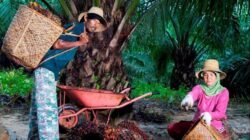Hari Krida Pertanian: PTPN IV PalmCo Serap 1,34 Juta Ton TBS Petani